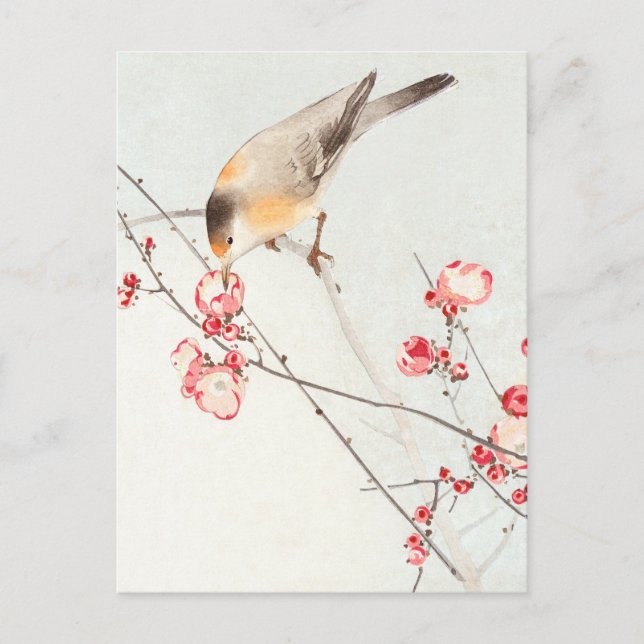 Songbird on blossom branch - Ohara Koson -enlarged Postcard (Front)