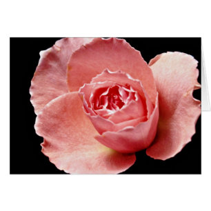 Sonia rose  flowers