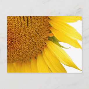 Sonnenblume Postcard