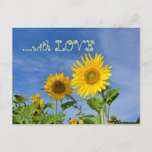 Sonnenblumen  für Dich ... Postcard