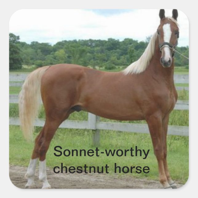 Sonnet-worthy chestnut horse (Shakespeare Henry V) Square Sticker (Front)