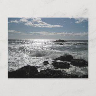 Sonoma Coast, Bodega, Ca. Blank Postcard