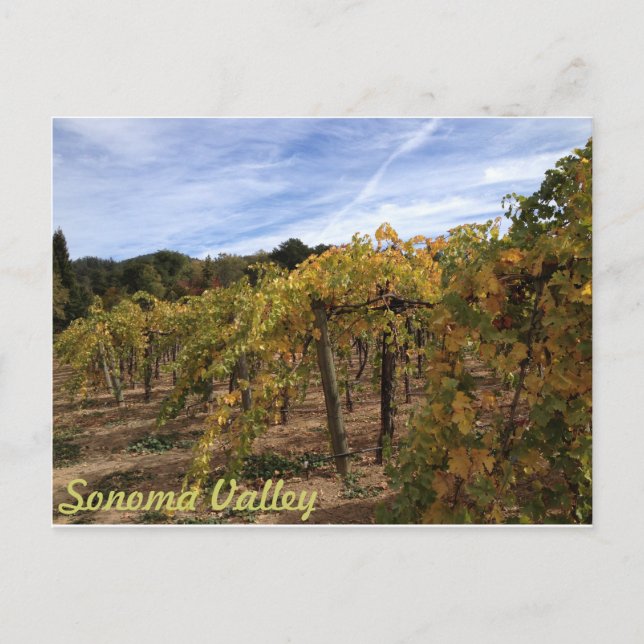 Sonoma Valley Postcard (Front)