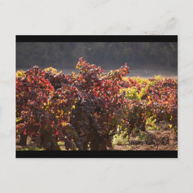 Sonoma Valley - Zinfandel Postcard (Front)