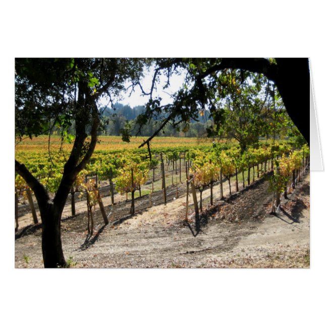 Sonoma Vineyard (Front Horizontal)