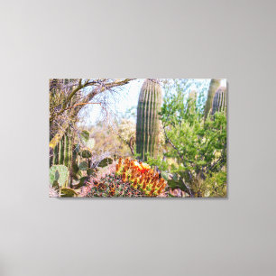 Sonoran Cactus Bloom in Arizona Canvas Print