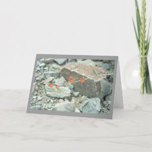 Sonoran Desert Blossoms Greeting Card or Note Card
