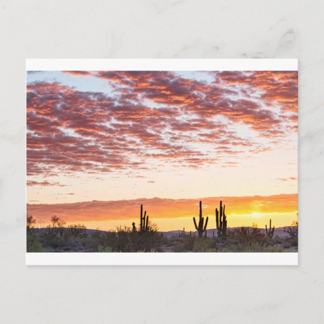 Sonoran Desert Colourful Sunrise Morning Postcard (Front)