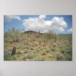 Sonoran Desert Pastoral Art Print Photo Posters