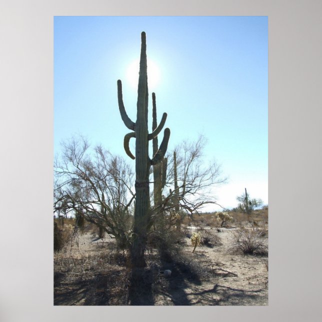 Sonoran Desert Scene 05 poster (Front)