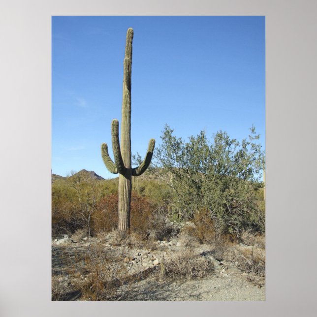 Sonoran Desert Scene 07 poster (Front)