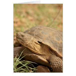 Sonoran Desert Tortoise