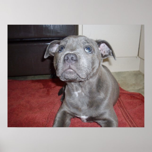 Sooky Face Staffordshire Bull Terrier Puppy, Poster (Front)