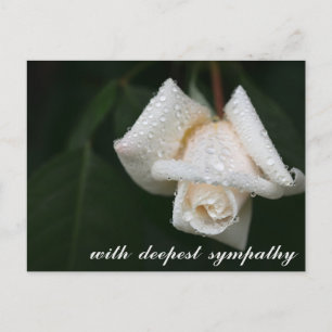 Soothing Green Leaves White Rose Sympathy Postcard