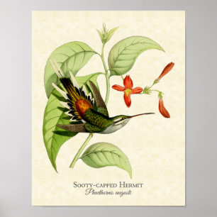 Sooty Capped Hermit Hummingbird Art Print