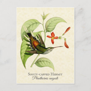 Sooty Capped Hermit Hummingbird Vintage Art Postcard