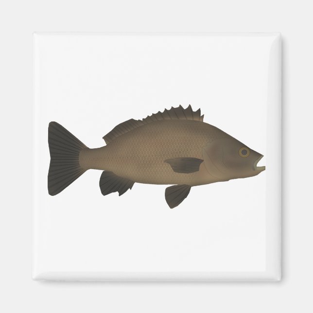 Sooty Grunter Magnet (Front)