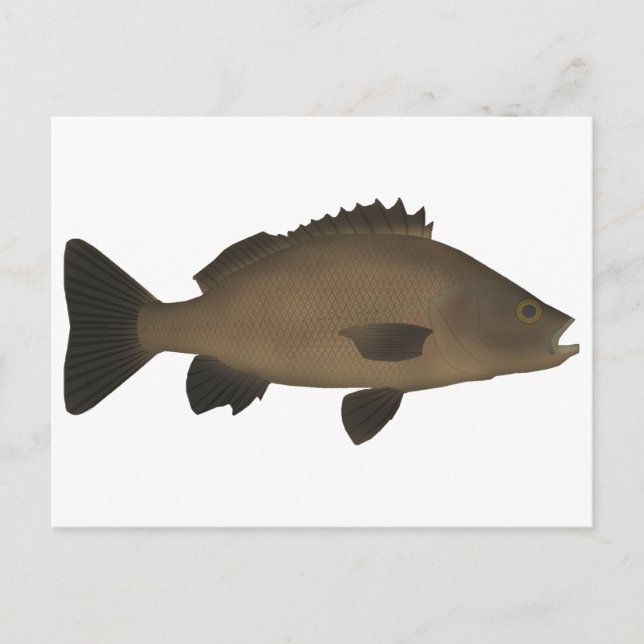 Sooty Grunter Postcard (Front)