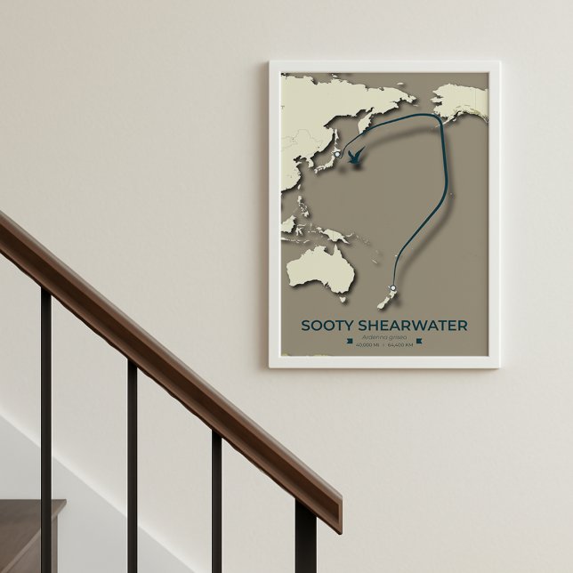 Sooty Shearwater Migration Map – Minimalist Poster (Creator Uploaded)