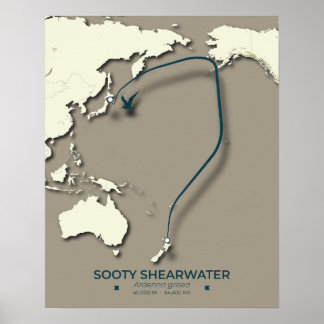 Sooty Shearwater Migration Map – Minimalist Poster