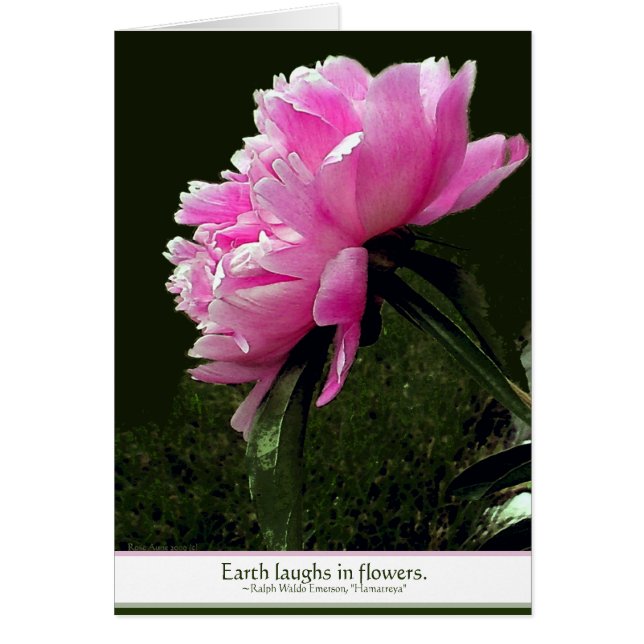 Sorbet Peony Card (Front)