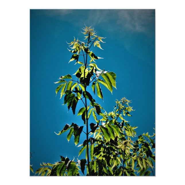 "Sorins Got Sunshine" Photo Print (Front)