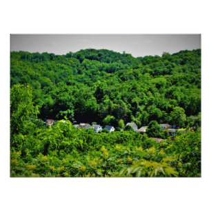 "Sorins Roots" Photo Print