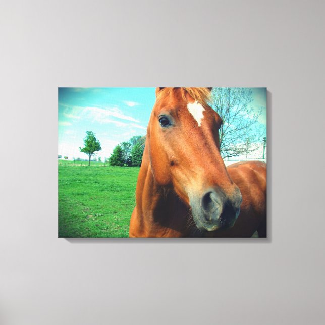 Sorrel Gelding Canvas Print (Front)