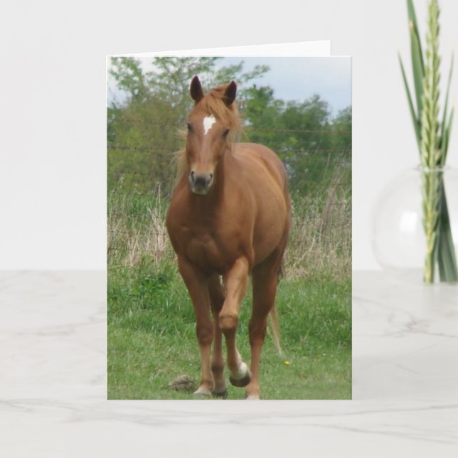 Sorrel Gelding Trots Towards Camera Card (Front)