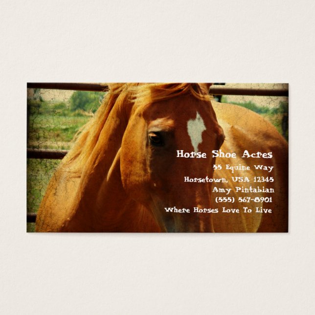 Sorrel in Round Pen (Front)