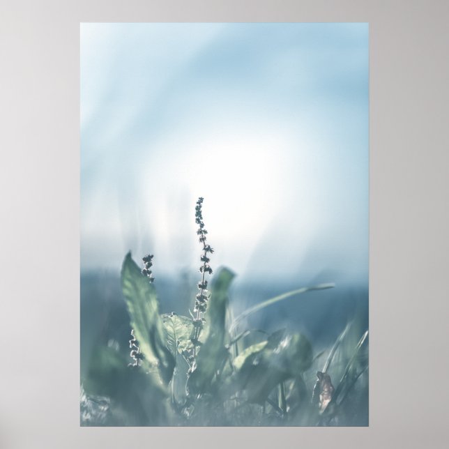 Sorrel Plant Nature Photo Poster (Front)