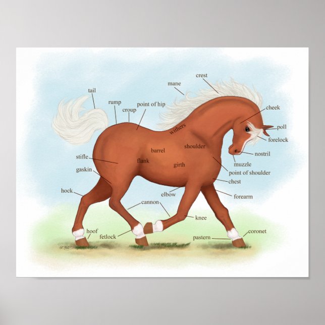 Sorrel with Socks & Blaze Horse Anatomy Poster (Front)