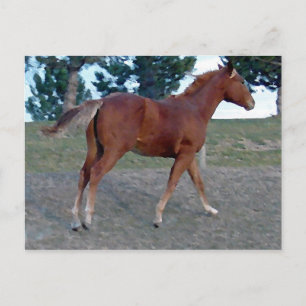Sorrel Yearling Postcard