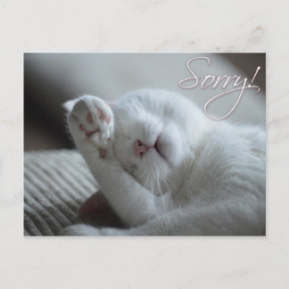 Sorry Apology Cat Funny Paw Cute Animals Postcard