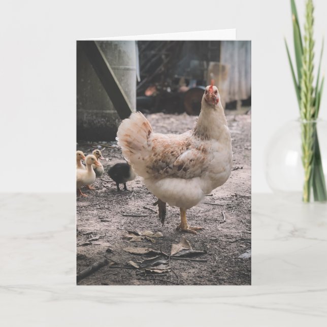 Sorry for being such a chook card (Front)