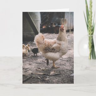 Sorry for being such a chook card