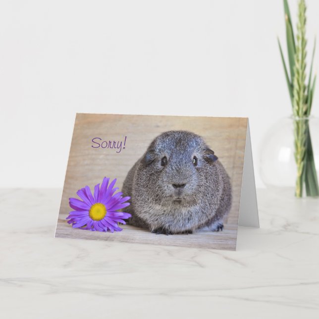 Sorry Guinea Pig Card Gerbera Daisy (Front)