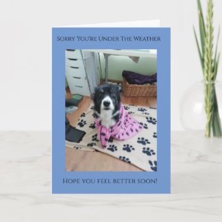 Sorry You're Under The Weather quality Collie Card