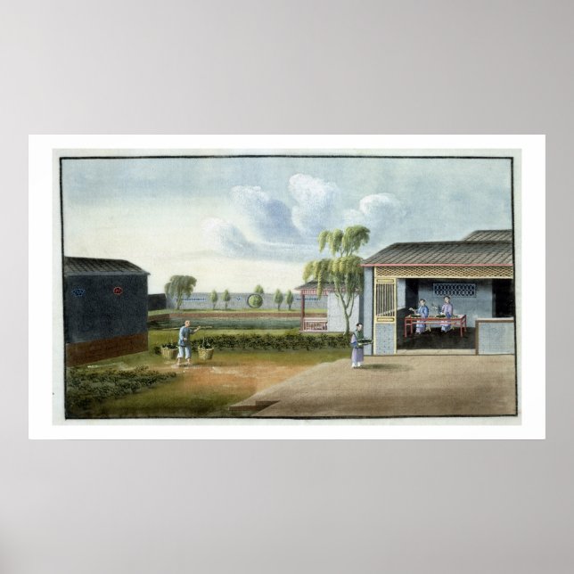 Sorting tea (w/c on paper) poster (Front)