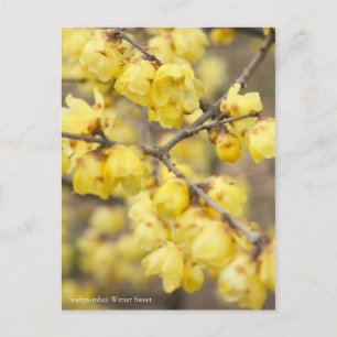 Soshin-robai: Winter Sweet [Postcard] Postcard