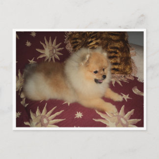 Sosseu Postcard