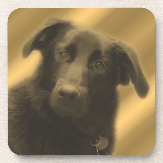 Soulful Dog Eyes Animal Coaster Set (Front)
