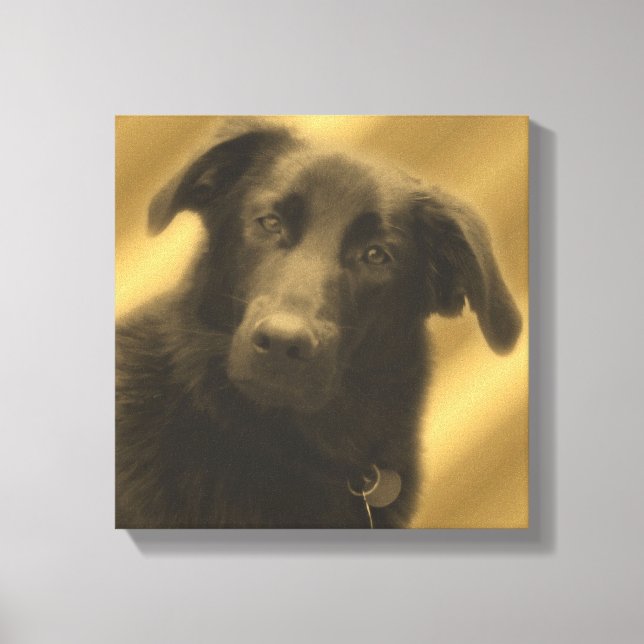Soulful Wise Dog Eyes Animal Canvas Print (Front)