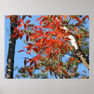 Sourwood Leaves in Autumn Poster