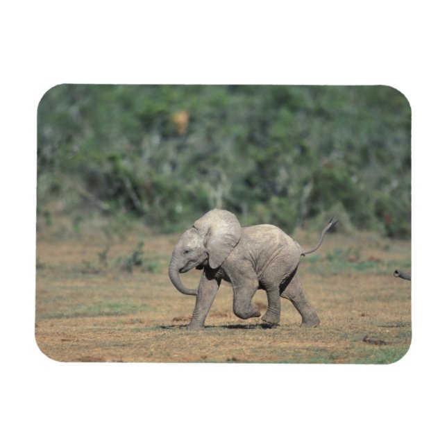 South Africa, Addo Elephant Nat'l Park. Baby Magnet (Horizontal)