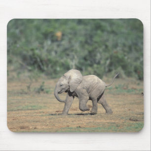 South Africa, Addo Elephant Nat'l Park. Baby Mouse Mat