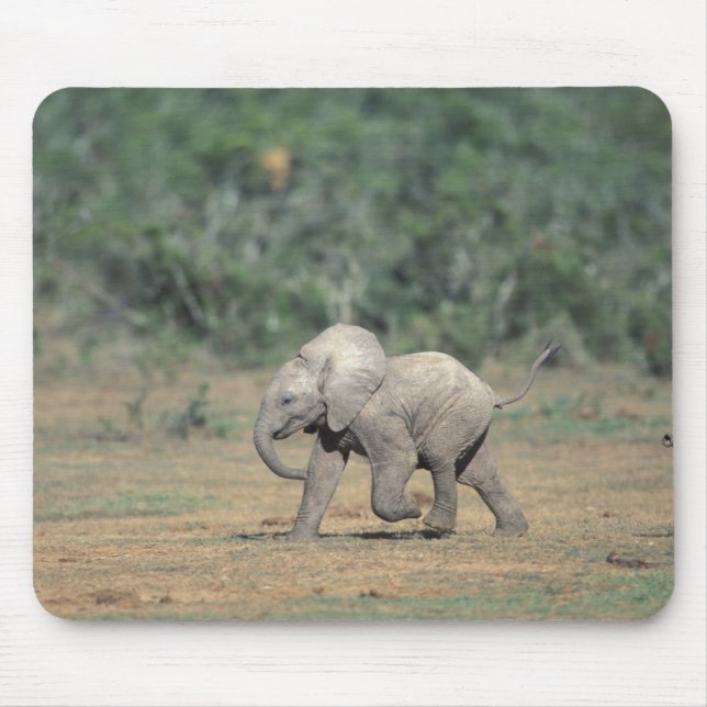 South Africa, Addo Elephant Nat'l Park. Baby Mouse Mat (Front)