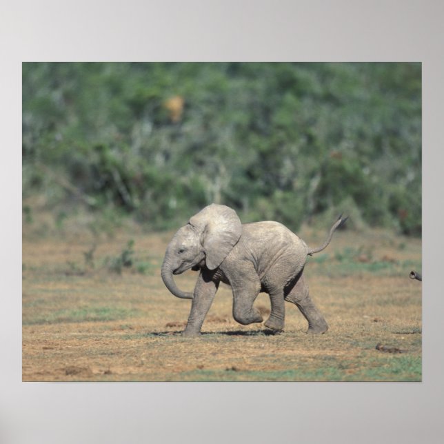 South Africa, Addo Elephant Nat'l Park. Baby Poster (Front)