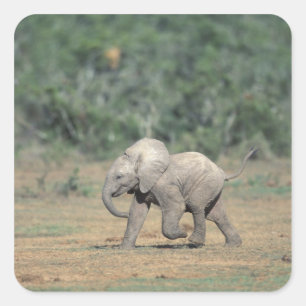 South Africa, Addo Elephant Nat'l Park. Baby Square Sticker