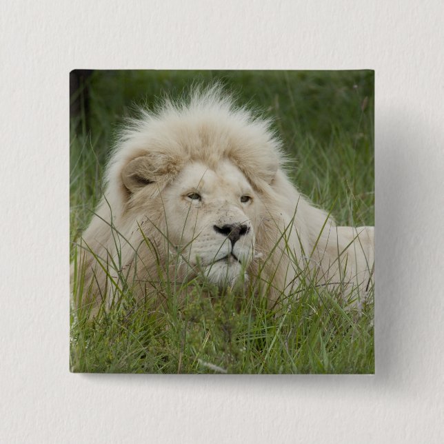 South Africa, East London, Inkwenkwezi Private 15 Cm Square Badge (Front)